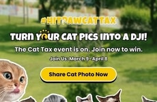 Gamified Cat Tax Campaigns