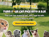 Gamified Cat Tax Campaigns Image 1