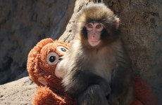 Viral Monkey Support Initiatives