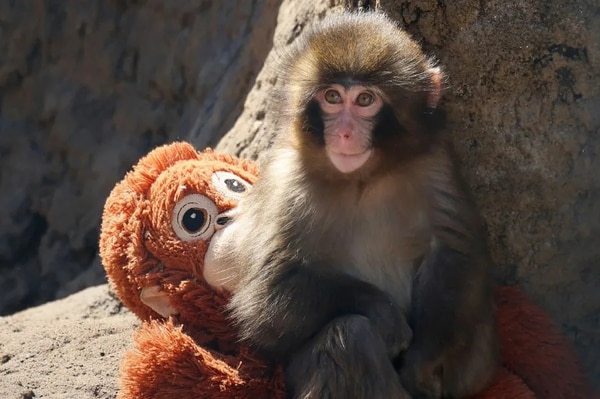 Viral Monkey Support Initiatives