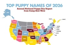 Branded Puppy-Focused Reports