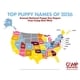 Branded Puppy-Focused Reports Image 1