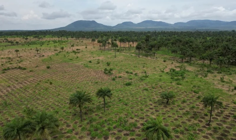 Forest Carbon Removal Projects Article Thubnail
