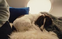 In-Cabin Pet Travel Services Image 2