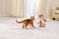 Nourishing Cat Food Ranges Image 2