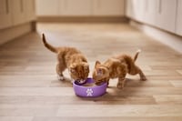 Nourishing Cat Food Ranges Image 3