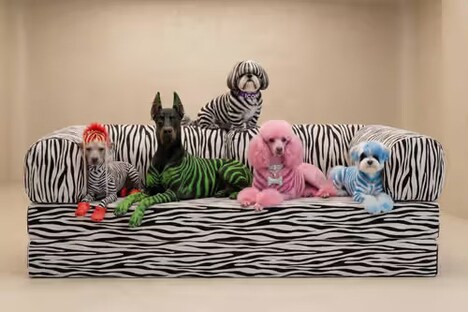 Zebra Print Sofas