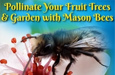 Spring Pollination Initiatives