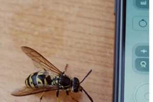 Biorobotic Wasp Initiatives Article Thubnail