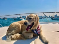 Pet-Inclusive Cruise Residences