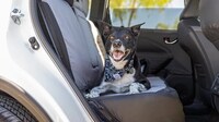 Branded Pet Protection Accessories Image 1