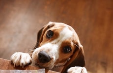 Human-Grade Dog Food Partnerships