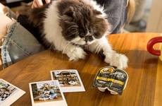 Affectionate Cat Campaigns