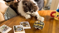 Affectionate Cat Campaigns