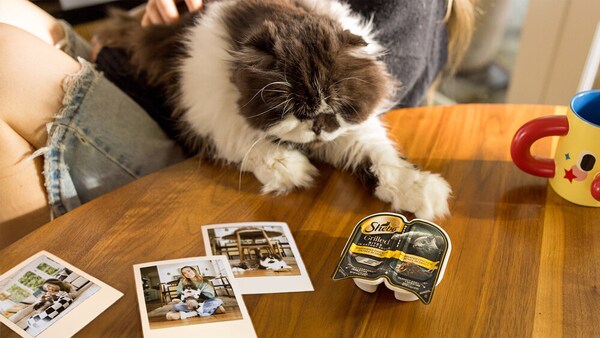 Affectionate Cat Campaigns