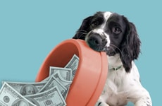 Dog Tax Credit Campaigns
