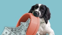 Dog Tax Credit Campaigns Image 1