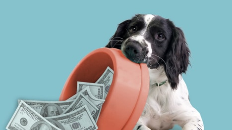 Dog Tax Credit Campaigns