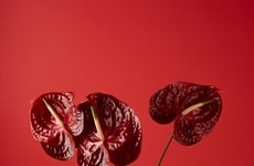 Glass Tableware Collection