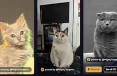 Pet Naming Communities