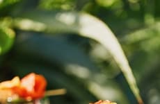 Brazilian-Inspired Collaborative Home Collections