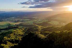 Forest Restoration Collaborations Article Thubnail