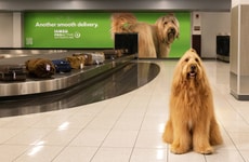 Humorous Pet Health Campaigns