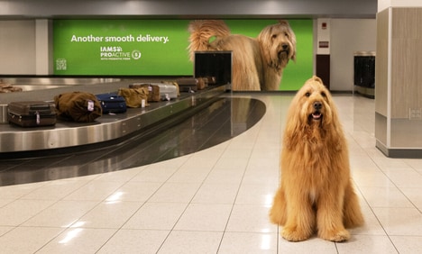 Humorous Pet Health Campaigns