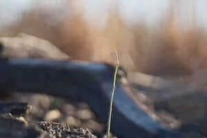 Reforestation Carbon Removal Deals Article Thubnail