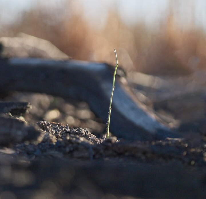 Reforestation Carbon Removals Article Thubnail