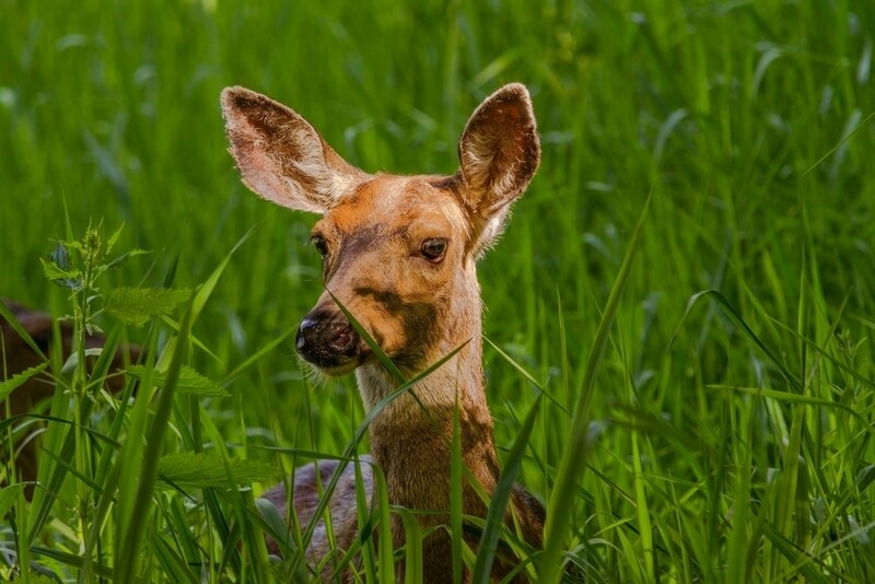 Wildlife Week Campaigns Article Thubnail