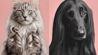 Spoof Pet Product Collections Image 1