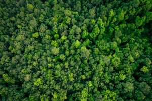 Forest Carbon Registry Projects Article Thubnail