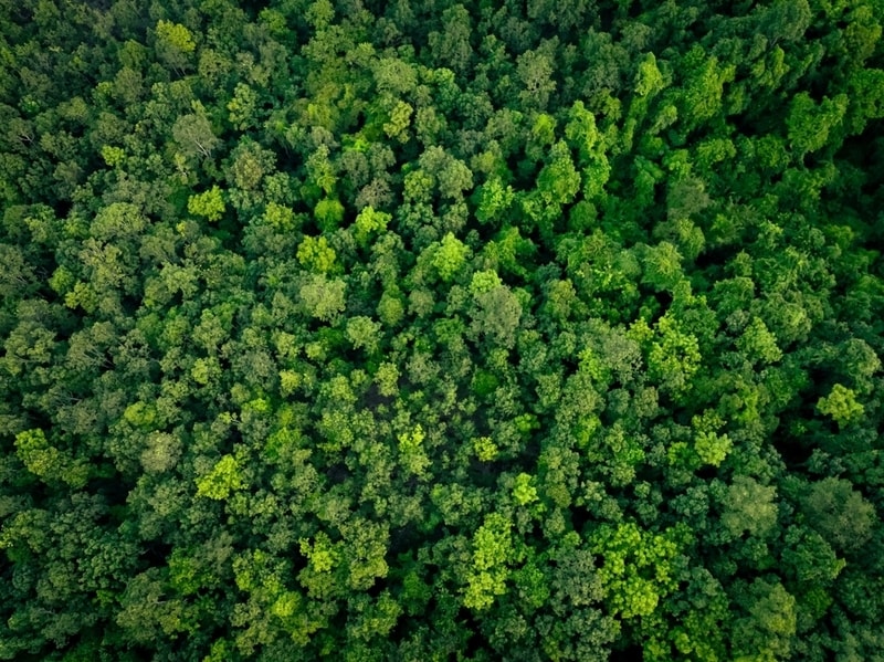 Forest Carbon Registry Projects Article Thubnail