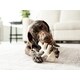 Plant-Based Dog Chews Image 2