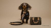 Cost-Alleviating Pet Emergency Partnerships Image 1
