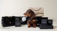 Cost-Alleviating Pet Emergency Partnerships Image 2