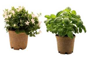 Improved Fiber-Based Plant Pots Article Thubnail