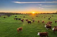 Solar-Powered Herding Collars Image 1