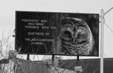 Silent Nature Campaigns