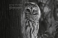 Silent Nature Campaigns Image 2