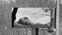 Silent Nature Campaigns Image 3