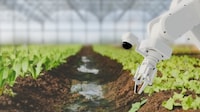 Adaptive Robotic Harvesting Systems