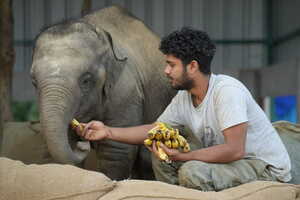 Wildlife-Supporting Online Auctions Article Thubnail