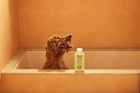 Post-Bath Pet Filters Image 1