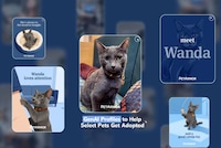 AI Pet Matching Platforms Image 2