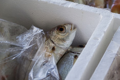 Moulded Fibre Transport Containers