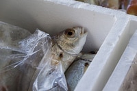 Moulded Fibre Transport Containers Image 1