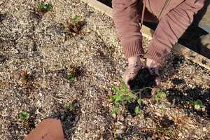 Biochar Carbon Removal Deals Article Thubnail