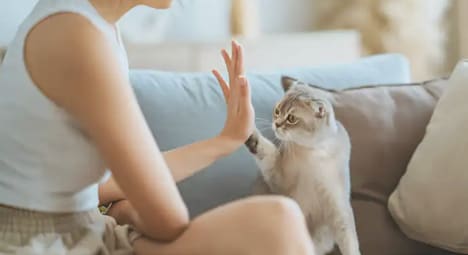 Pet Voice Translators